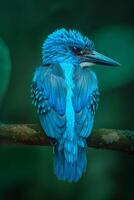 A vibrant blue kingfisher perched on a branch with a blurred green background. photo