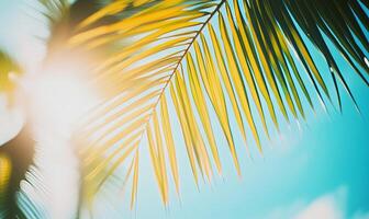 Close-up of a palm leaf against a bright blue sky. The sun shines through the leaves creating a warm glow. photo