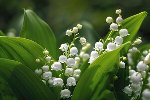 Close-up of a cluster of delicate white lily of the valley flowers blooming amidst lush green leaves. photo