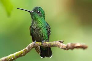 A small, green hummingbird with a long, thin beak perches on a branch with a blurred green and brown background. photo