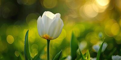 Single white tulip in a field of green grass with a blurred background of bokeh lights. photo