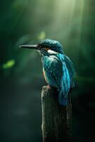 A vibrant blue kingfisher perches on a weathered wooden post, basking in the warm sunlight filtering through the green foliage. photo