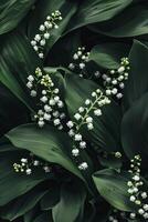 Close-up view of delicate white lily of the valley flowers with lush green leaves. photo