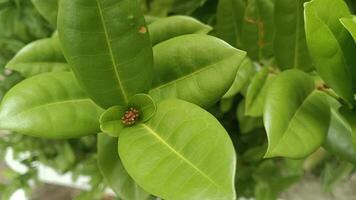 Close-up view of a small cluster of green leaves on a bush with a small flower bud in the center. photo