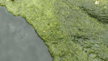 Close-up of green algae growing on the surface of a still pond. photo