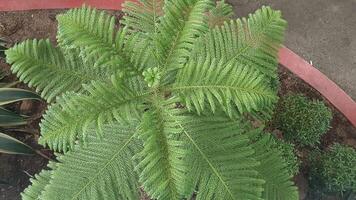 A top-down view of a young Norfolk Island pine tree with its green, feathery foliage. The tree is growing in a small, circular bed surrounded by red edging. photo