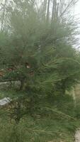 A close-up view of a green pine tree with branches reaching towards the sky. The tree is growing in a grassy area and there is a blurry building behind it. photo