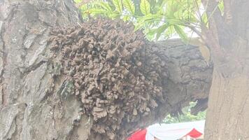 A close-up shot of a large termite mound on a tree trunk. photo