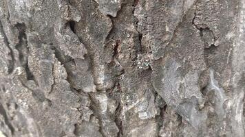 Close-up of rough tree bark with deep grooves and a subtle texture. photo