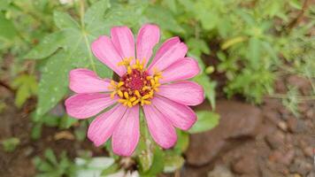 A close-up shot of a vibrant pink flower with yellow pollen in the center. The flower has a delicate, symmetrical structure and appears to be in full bloom. photo