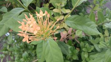 Close-up of a cluster of small, bright orange flowers with green leaves in the background. photo