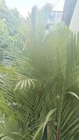A close-up view of a lush green palm tree with long, slender leaves. The leaves are arranged in a spiral pattern and create a sense of depth and texture. photo