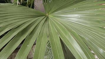 Close-up of a large green palm leaf with a radiating pattern. photo