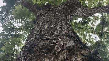 Low angle view of the bark of a large tree with branches reaching out overhead. photo