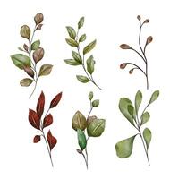 Watercolor botanical branches set with green and brown leaves, isolated fall season design elements on white background vector