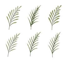Set of watercolor botanical branches with long leaves, isolated forest elements on white background vector
