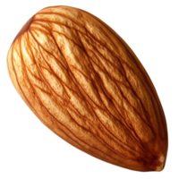 Single almond nut with intricate texture, isolated on transparent background. png