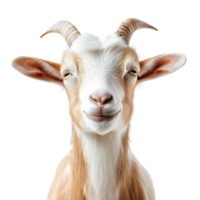 Friendly goat with a charming expression isolated on transparent background. png