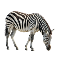 Zebra grazing gracefully, isolated on transparent background. png