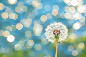 A single dandelion with seeds blowing in the wind against a blue background with bokeh. photo