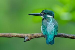 A vibrant blue and green kingfisher perched on a branch, its head turned to the side, against a green background. photo