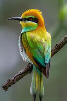 A vibrant green and yellow bird with a long black beak perched on a branch, its red eyes gleaming in the sunlight. photo