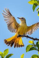 A yellow bird with its wings spread wide perched on a branch against a bright blue sky. photo