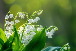 Close-up of delicate white lily of the valley flowers with green leaves against a blurred green background. photo