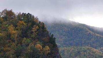 Cloud Covered Mountain and Trees. video