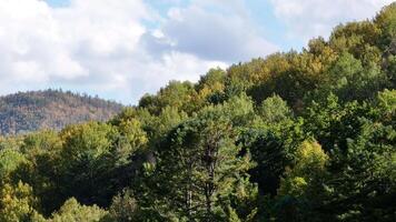 Dense Forest With Trees Under Cloudy Sky video