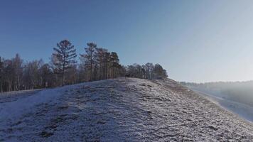 A herd of wild deer on the top of the mountain. video