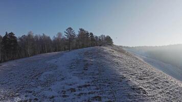 A herd of wild deer on the top of the mountain. video