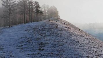 A herd of wild deer on the top of the mountain. video