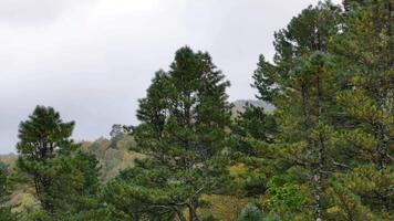 Group of Trees in Close Proximity video