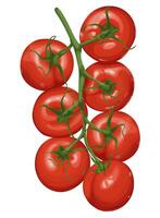 illustration of a tomato vine with ripe, red tomatoes and green stems isolated on a white background. vector