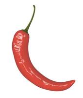 illustration of a single red chili pepper with a smooth, glossy surface and a green stem, isolated on a white background. vector