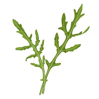 illustration of an arugula leaf in vibrant green, with detailed, jagged edges and veins, isolated on a white background.
