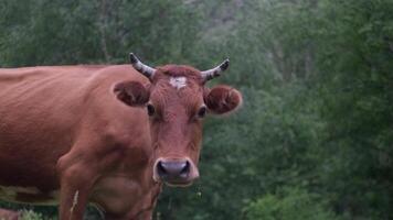 A brown cow stands calmly in a lush green pasture surrounded by trees on a tranquil afternoon video