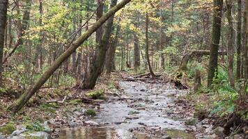 Stream Flowing Through Dense Forest video
