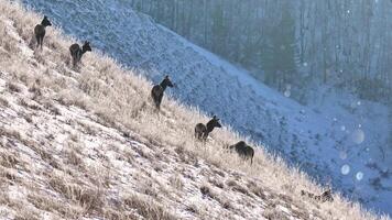 A large group of elk, trudging across a snowy hillside. video