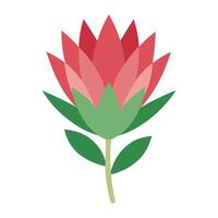 A red protea flower on a white background vector