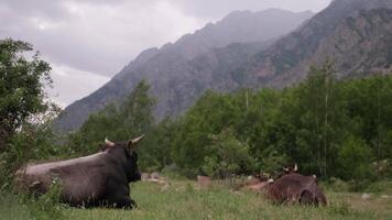 Cattle relaxing in a lush meadow surrounded by mountains during an overcast afternoon in a rural landscape video