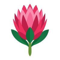 A pink protea flower on a white background vector