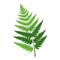 A fern leaf is shown on a white background vector