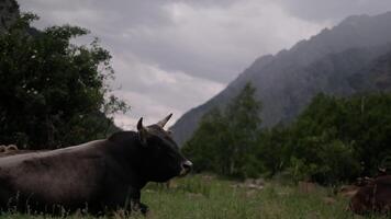 A peaceful black cow resting on a green meadow with mountains and cloudy skies in the background during a calm afternoon video