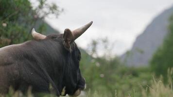 A cow resting peacefully in a lush green meadow surrounded by mountains during a cloudy afternoon video