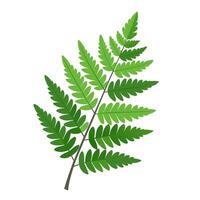 A fern leaf is shown on a white background vector