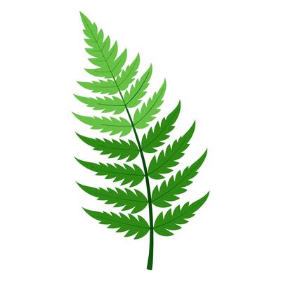 A fern leaf is shown on a white background