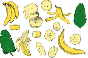 Hand drawn graphic banana set. Simple drawing of whole, peeled bananas, sliced, chopped, empty peel, tropical leaves. illustration vector