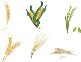 Various types of grains and seeds on a white background vector